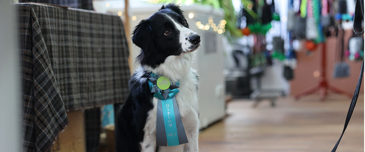 Officiell Nose Work-tävling på Hundigt