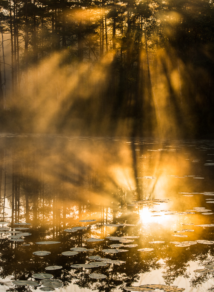 En sjö i skogen med näckrosor där solen lyser ner i vattenytan