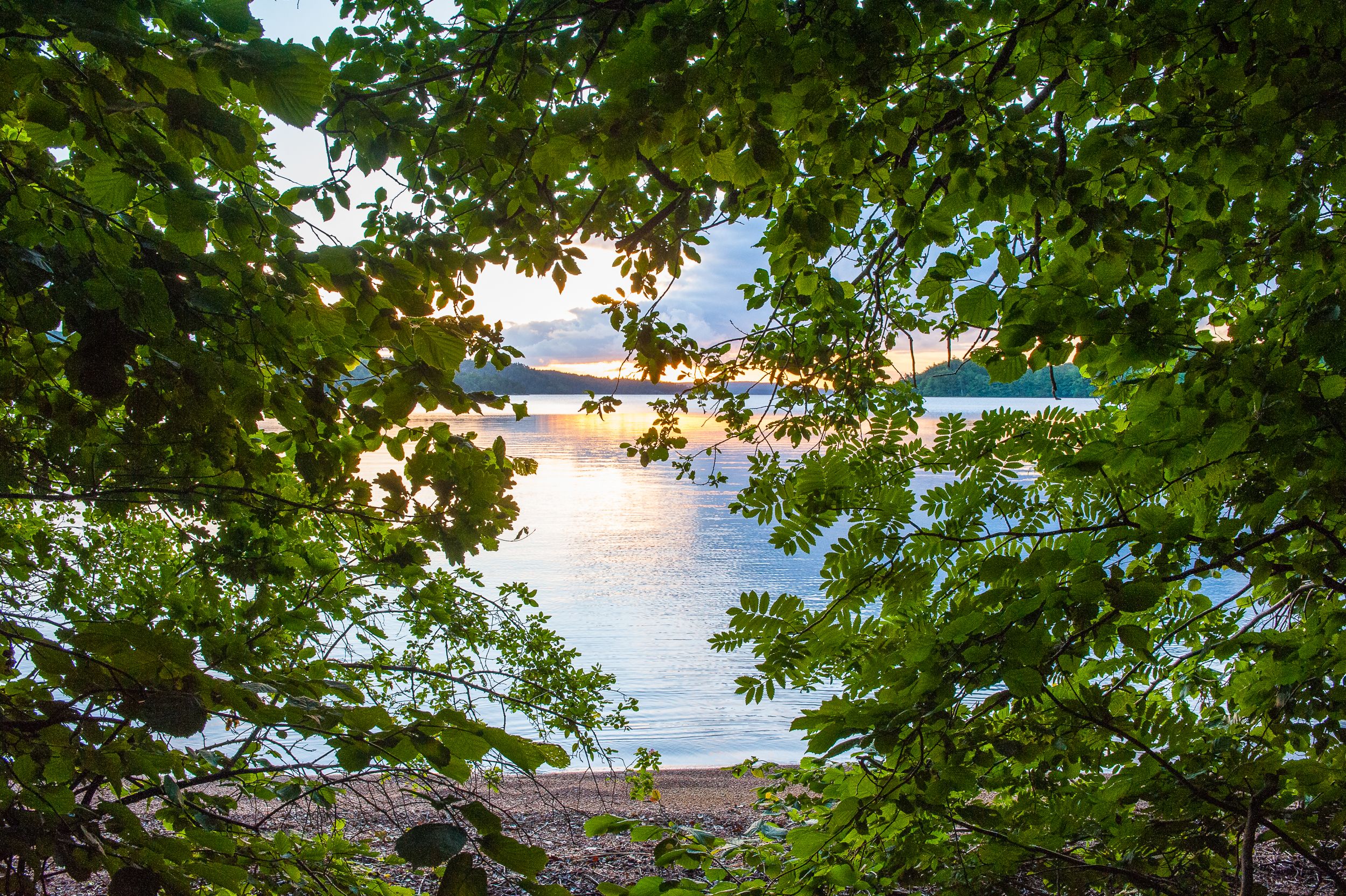 En bild på en sjö kantad av lummig skog.