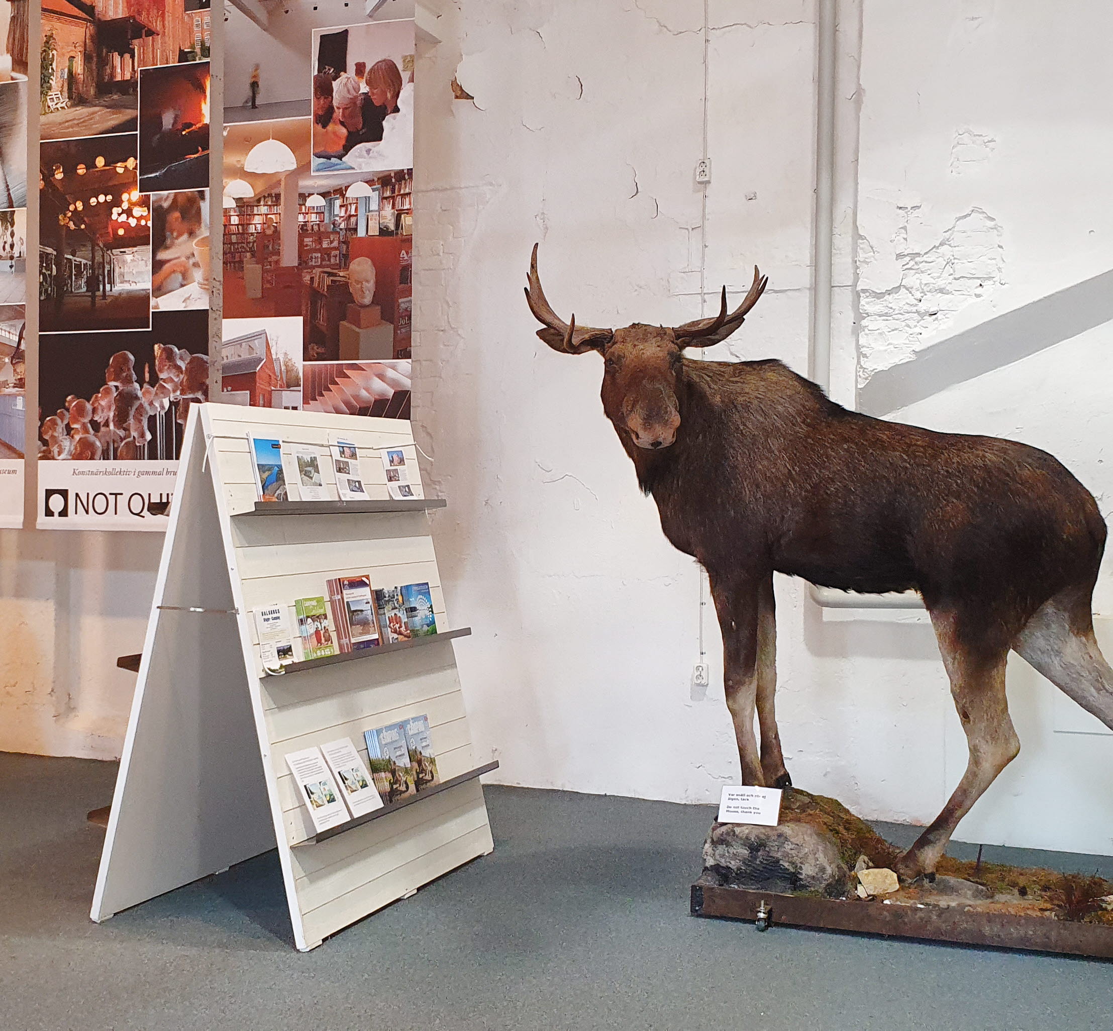 Uppstoppad älg på Dalslands center.