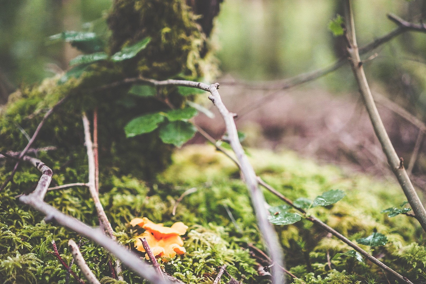 Wild chanterelle in the woods in Mellerud
