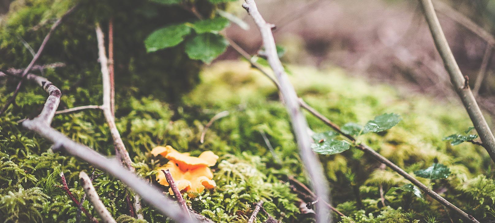 Kantarell i skogen vid hamnslingan, Mellerud