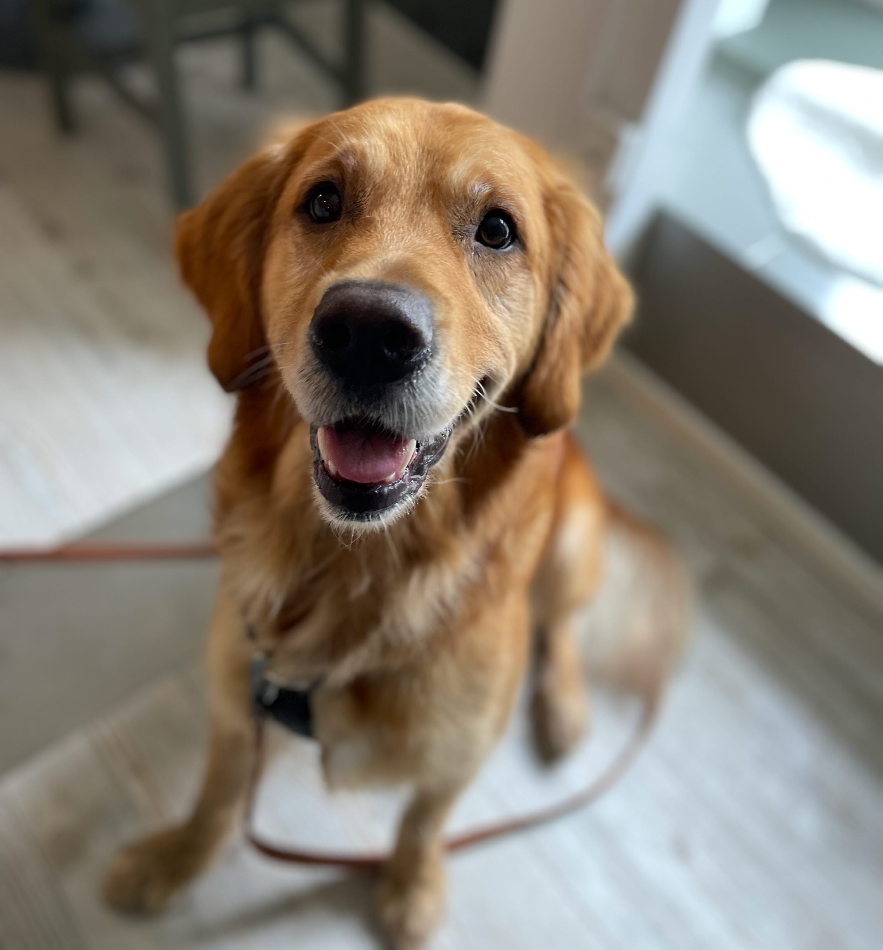 Lykke - en lycklig hund!