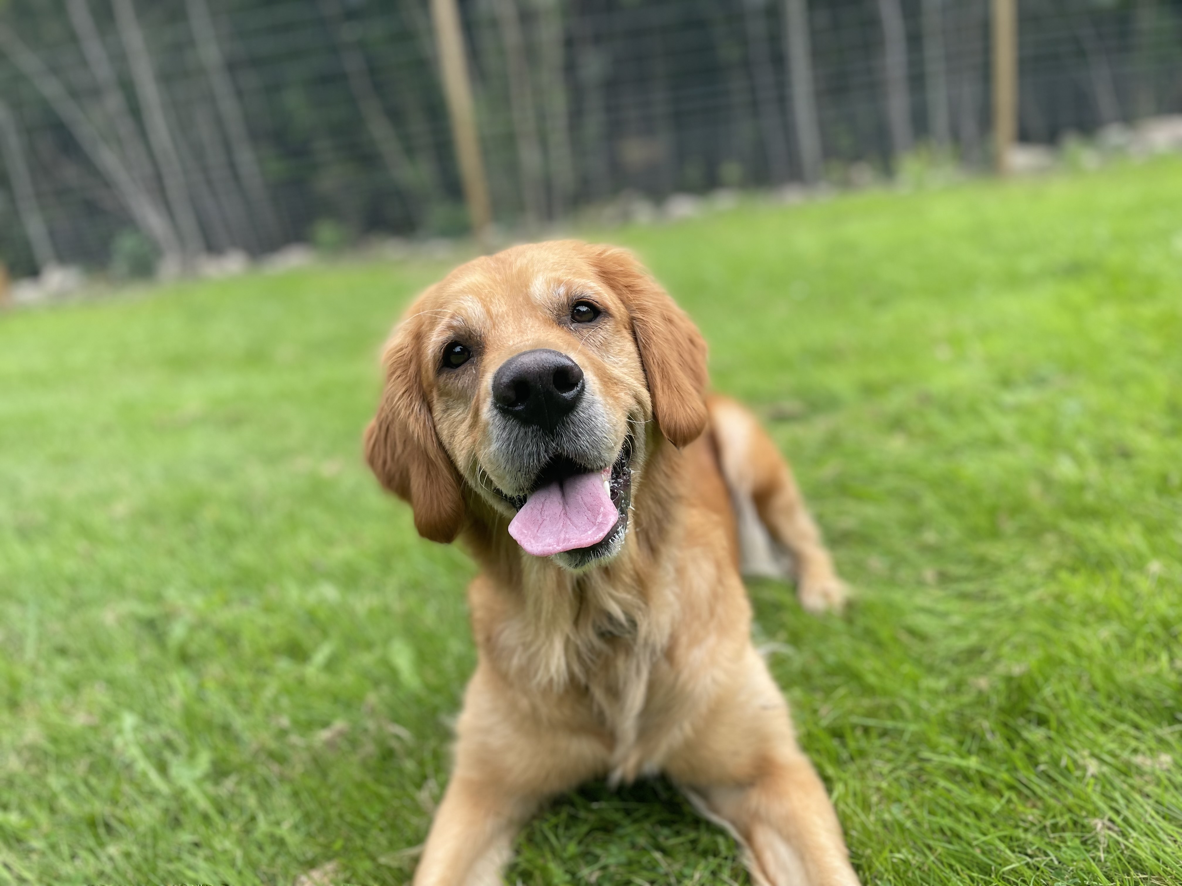 Lykke - lycklig på träningsplanen på Kroppefjäll Hundpark!