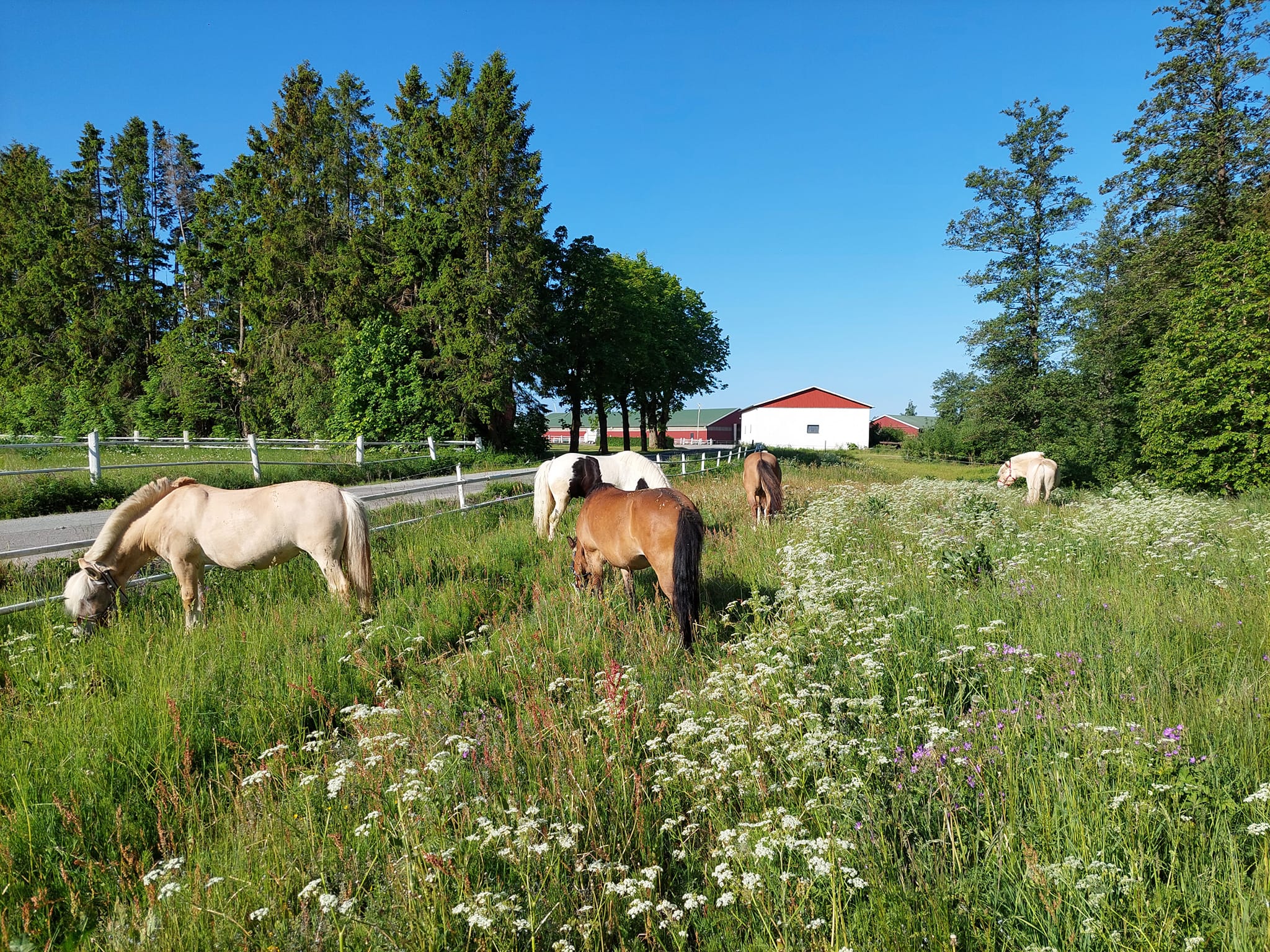 Melleruds Ridklubb