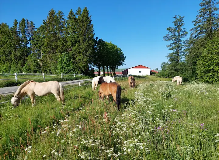 Melleruds Ridklubb