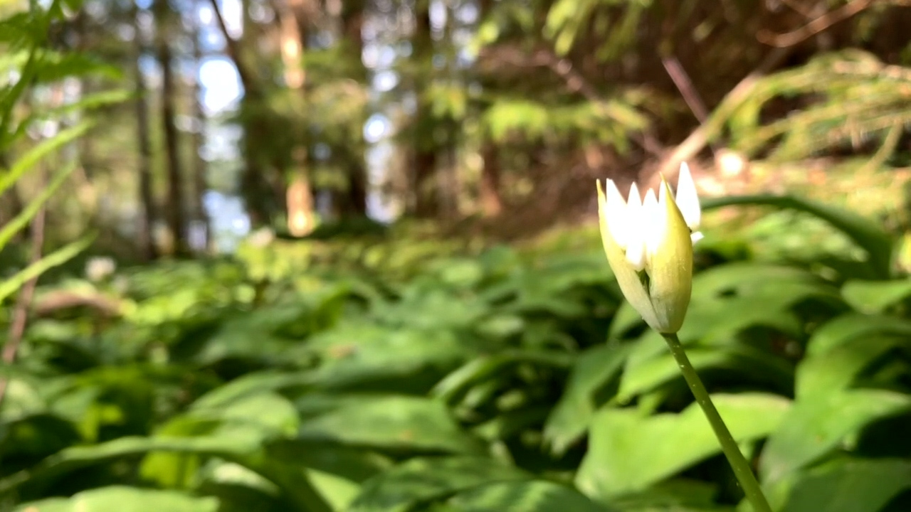 Ramslökedalens naturreservat i Melleruds kommun