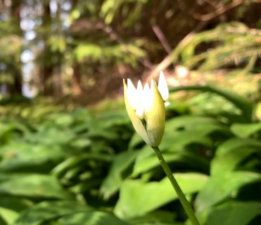 Ramslökedalens nature reserve, Mellerud
