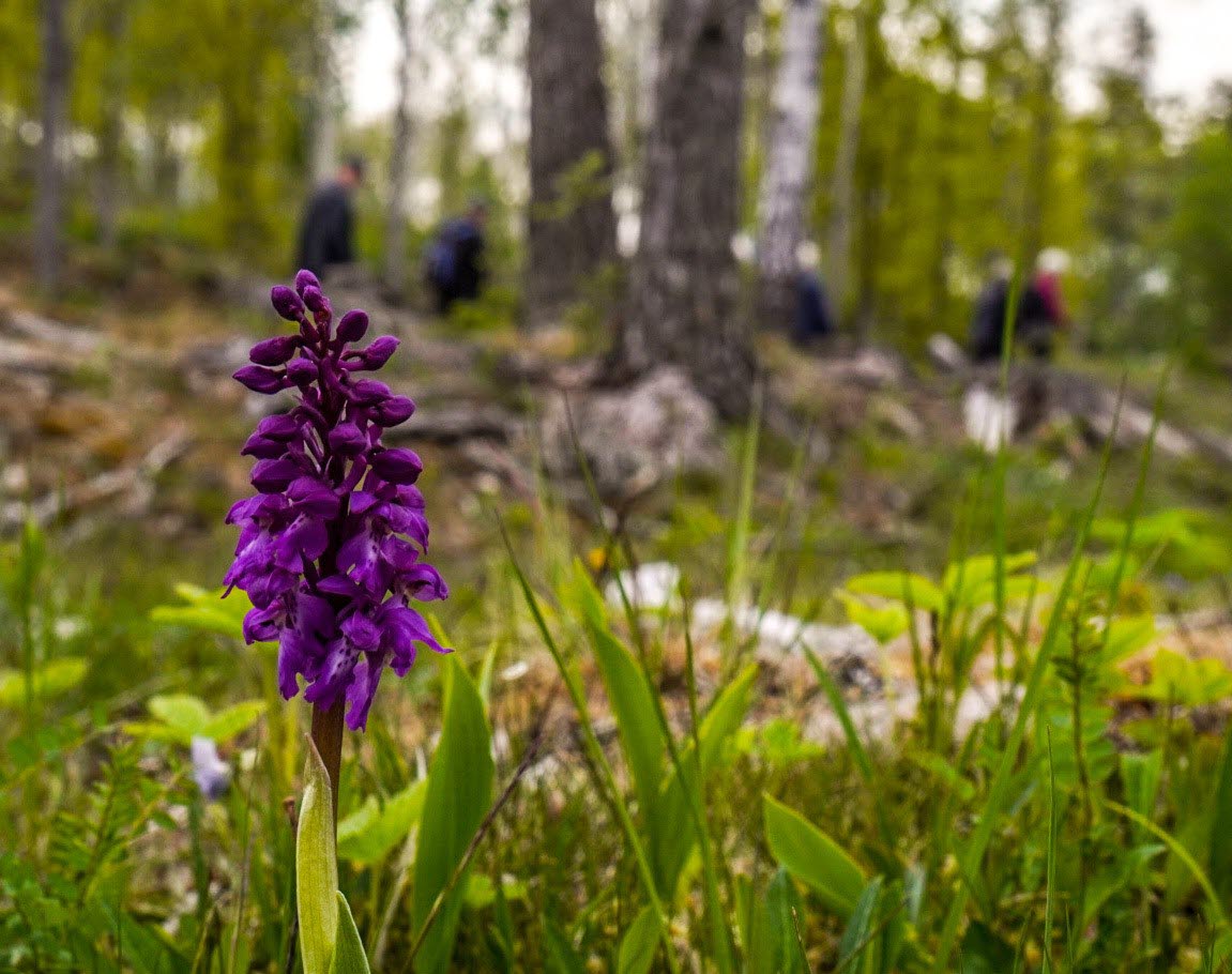 Sankt Pers nycklar i Forsbo naturreservat