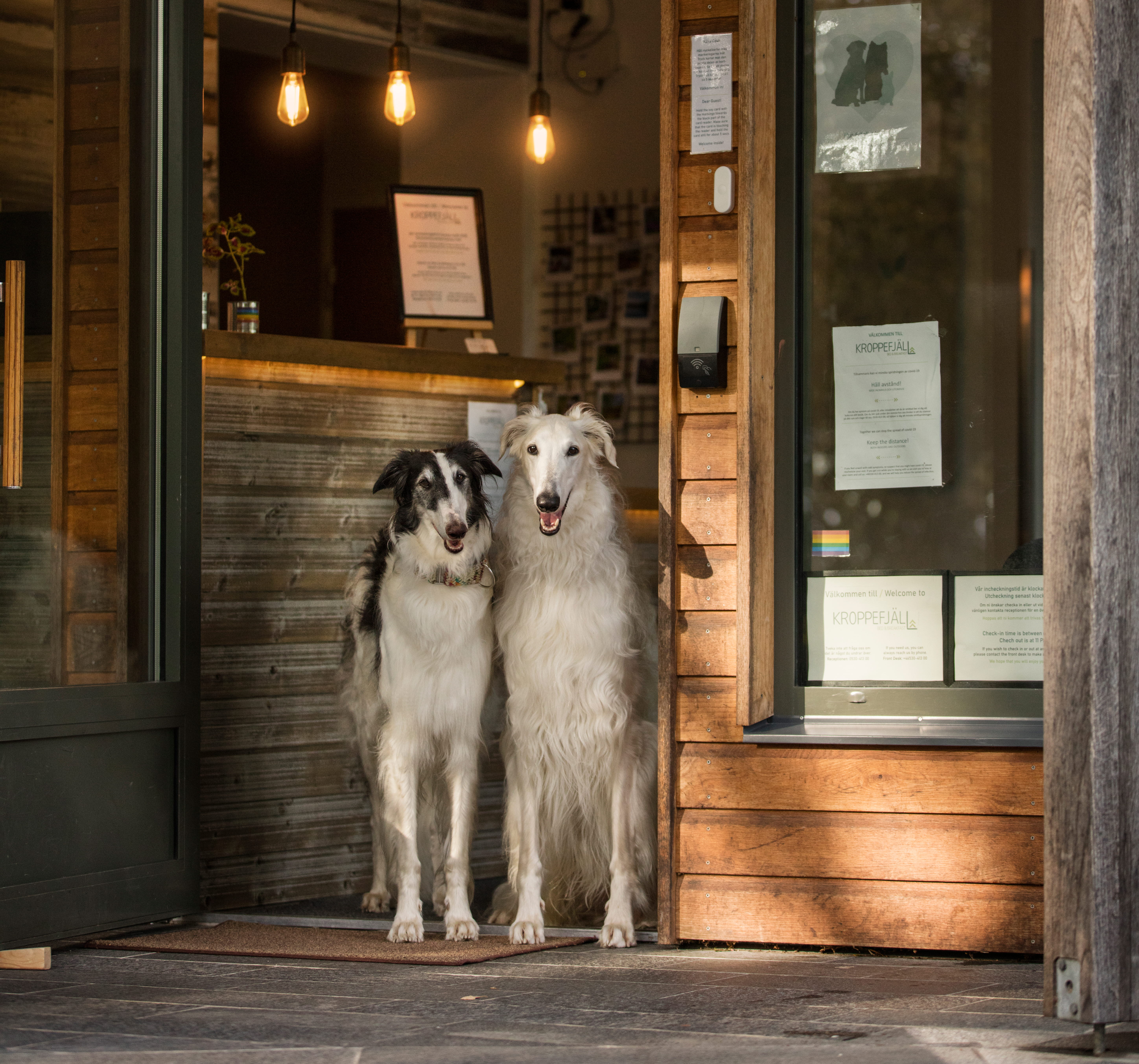 Dogs at Kroppefjäll B&B