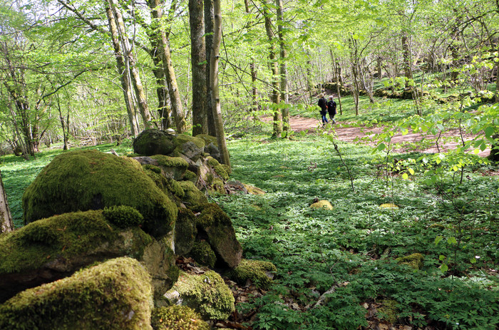 People hiking in nature