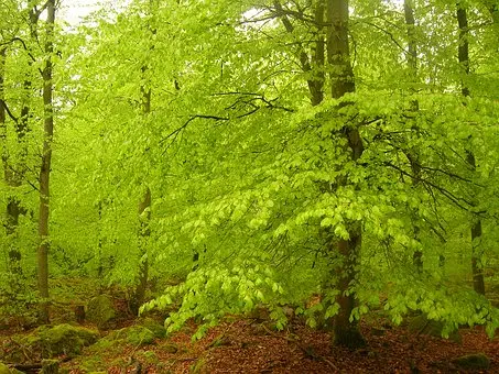Vågsäter bokskog