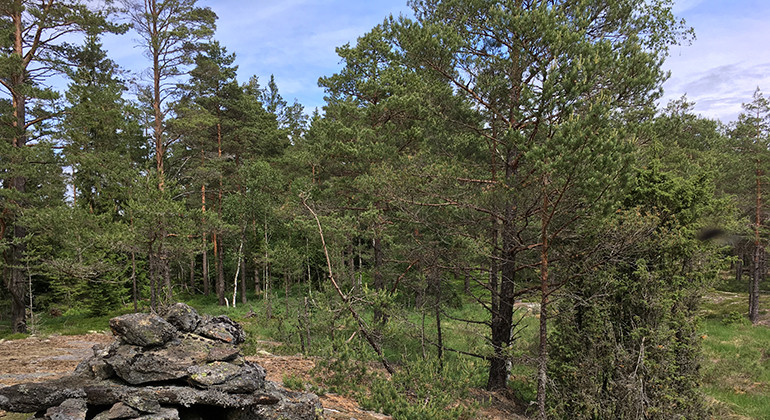 Bredmossen Kynnefjäll