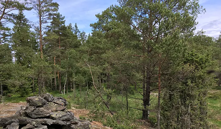 Bredmossen