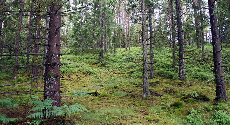 Bredmossen Hensbacka