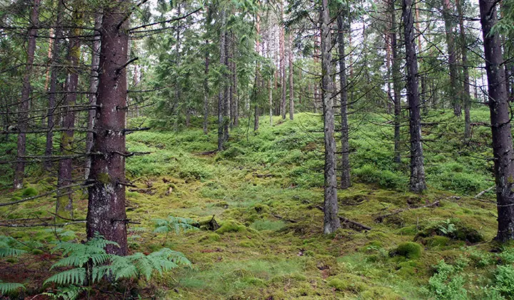 Bredmossen