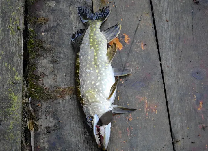 FISKA GÄDDA OCH GÖS