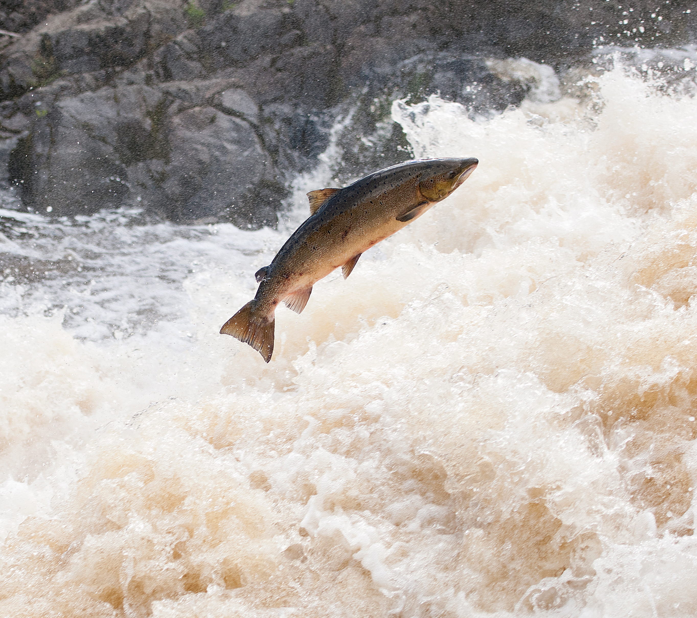 Bild på hoppande lax.