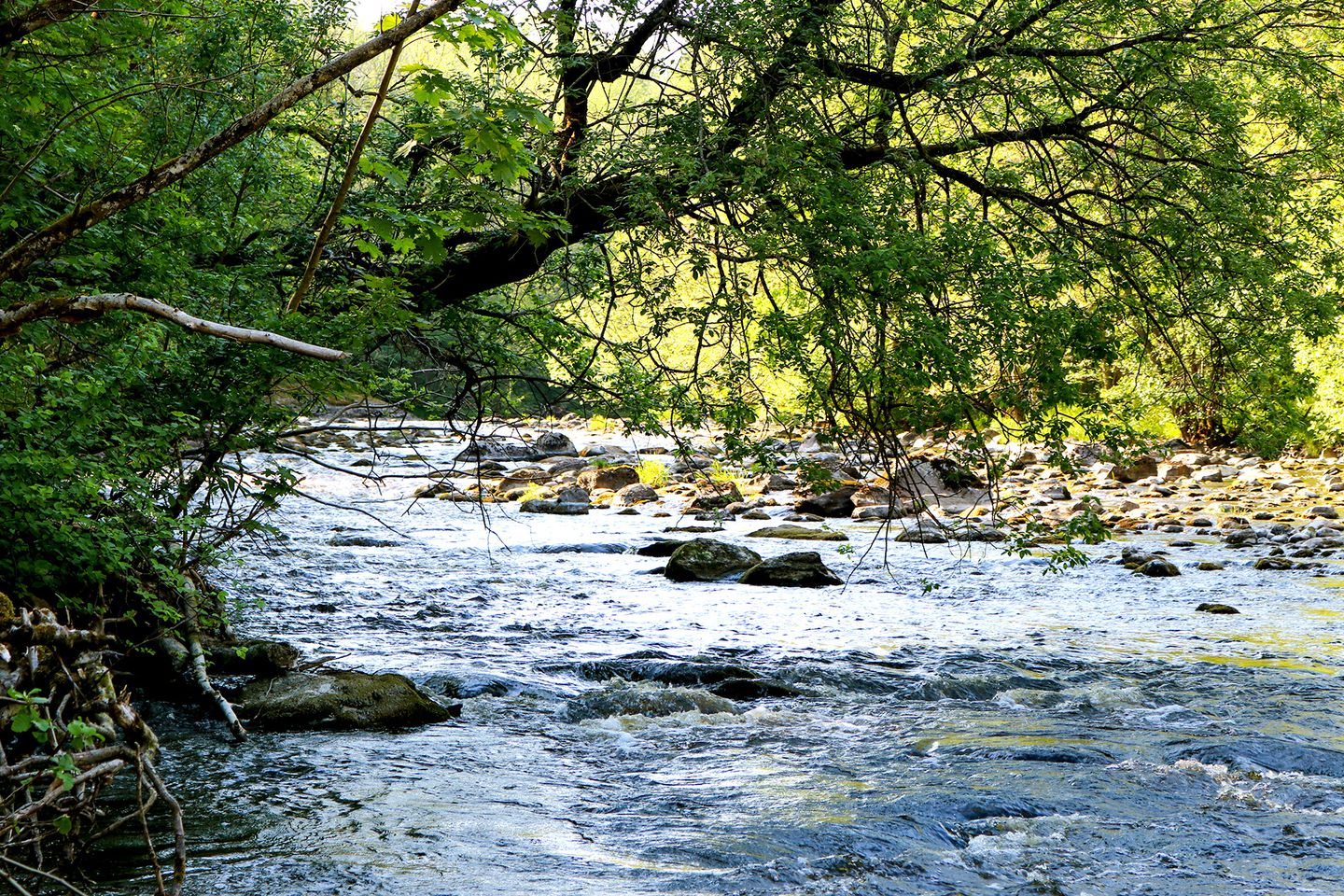Örekilsälvens naturreservat