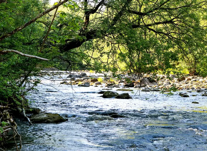 Örekilsälvens naturreservat