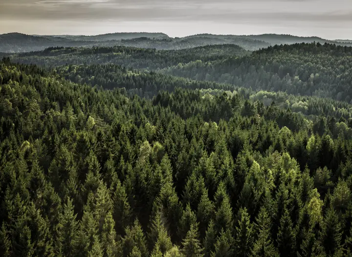 FOREST BATHING