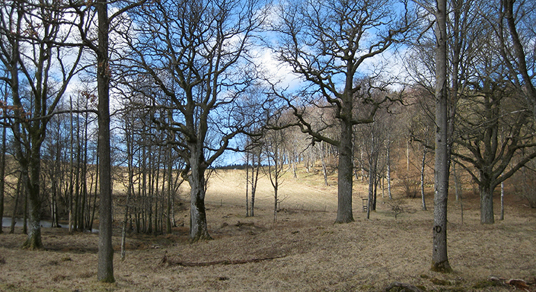 Vågsäter naturreservat