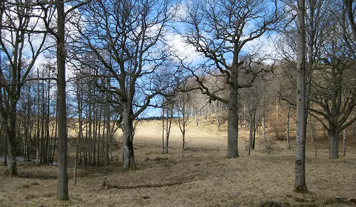 Vågsäter naturreservat