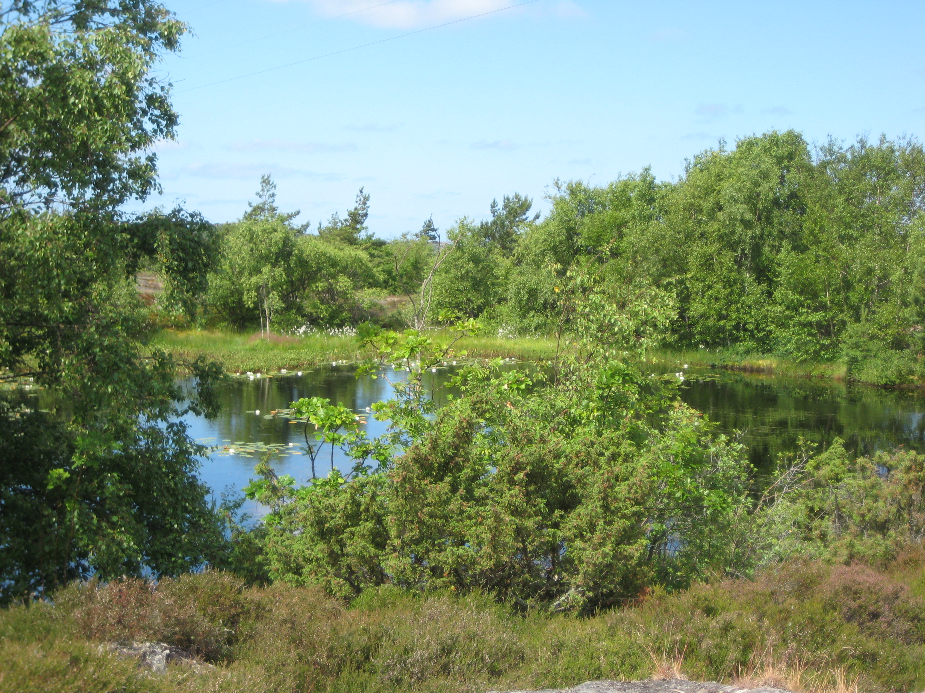 Lummig skog runt näckrosdammen på Björkö
