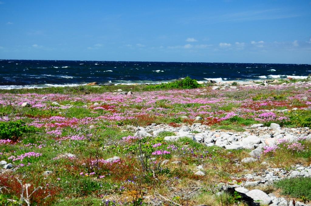 Rörö Naturreservat