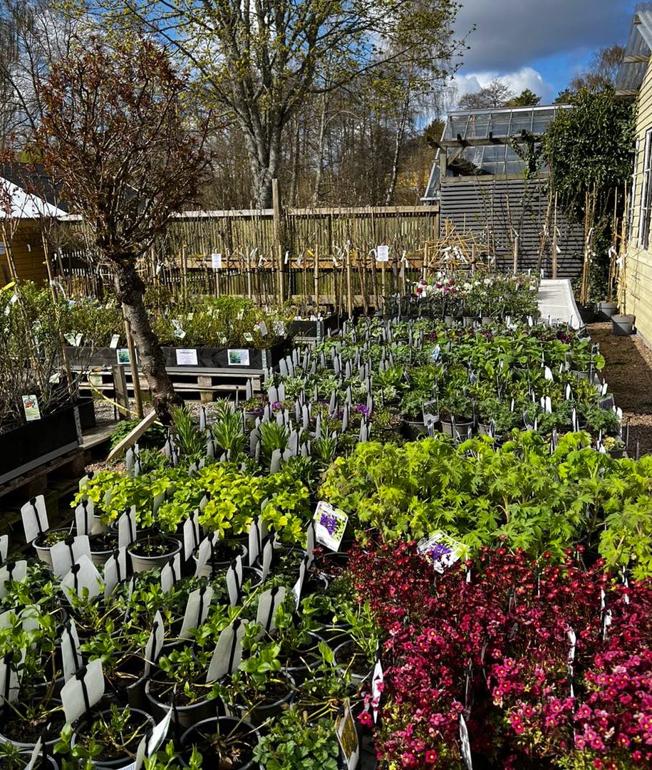 Morlanda handelsträdgård