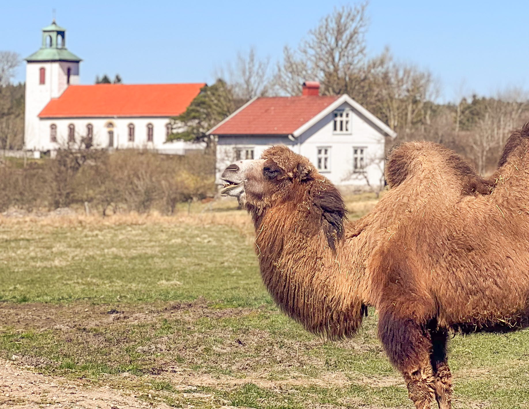 Kamel på Orust 
