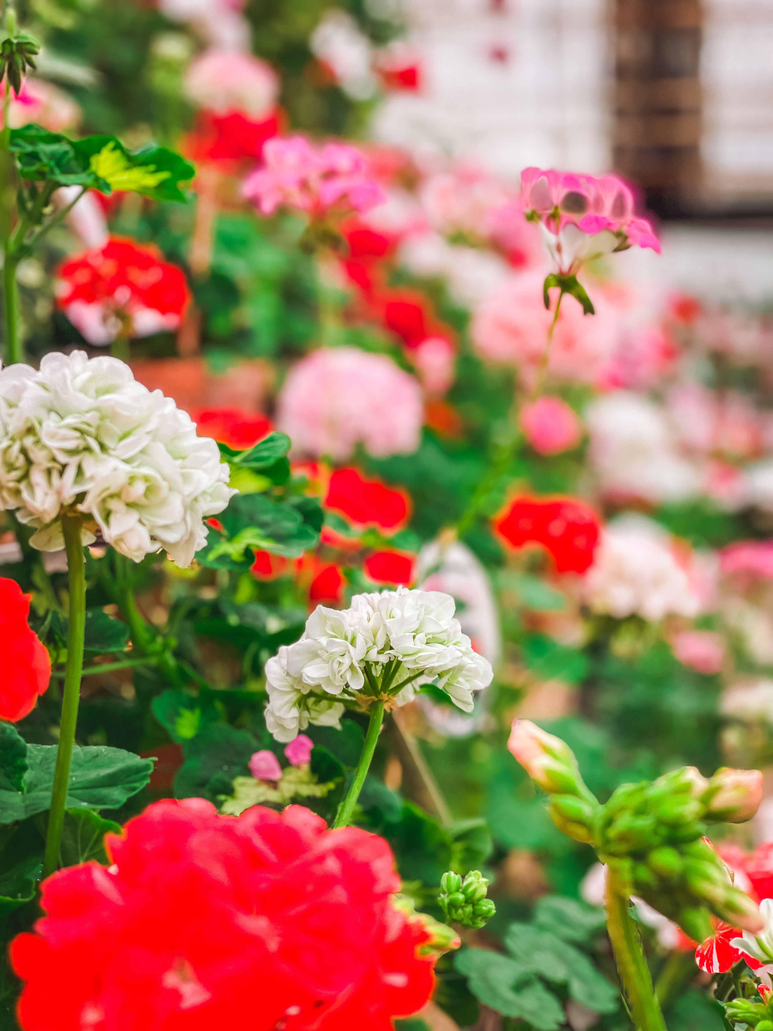 Fröken Trulls och Morlanda Handelsträdgård