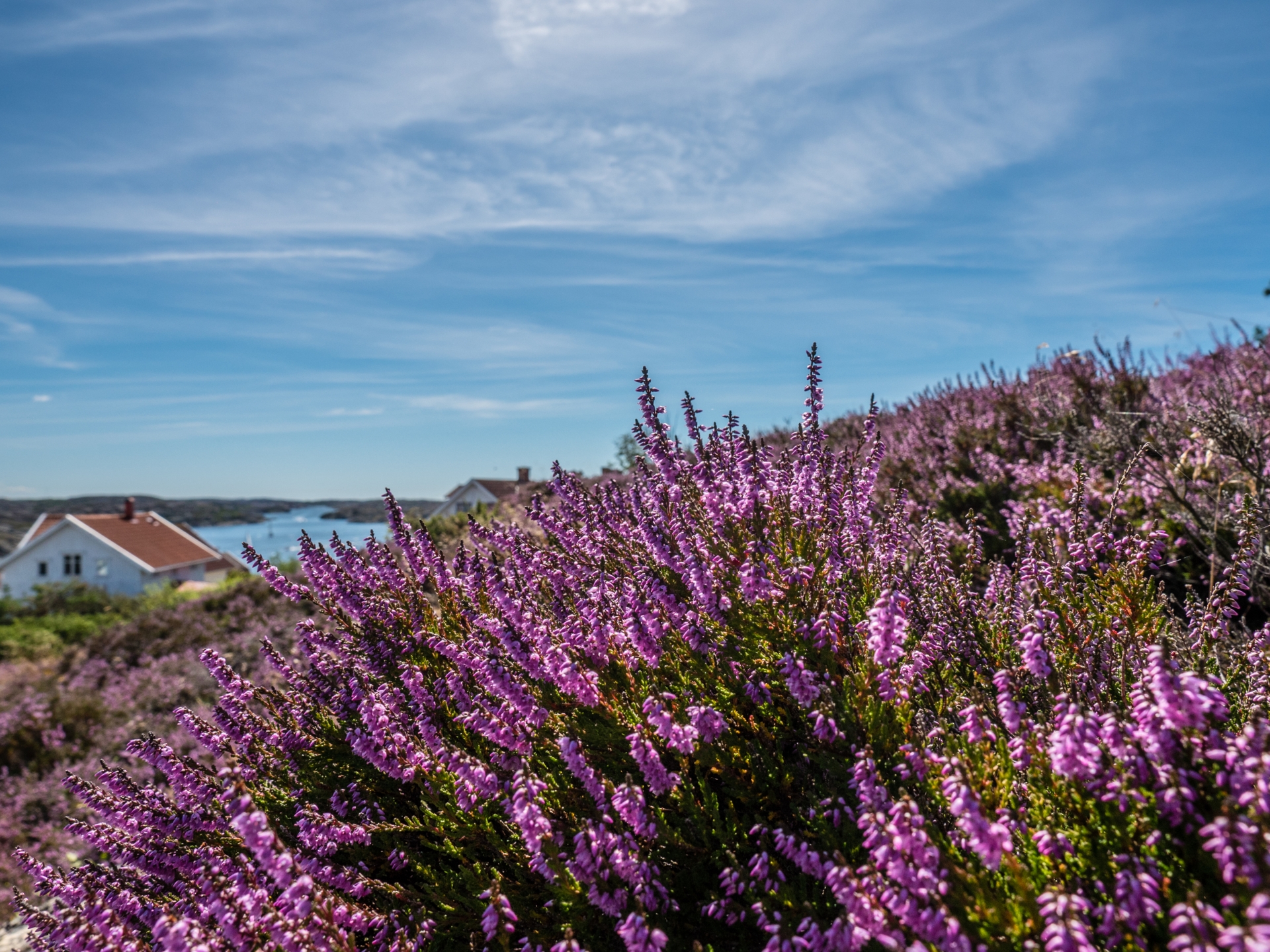 gullholmen härmanö