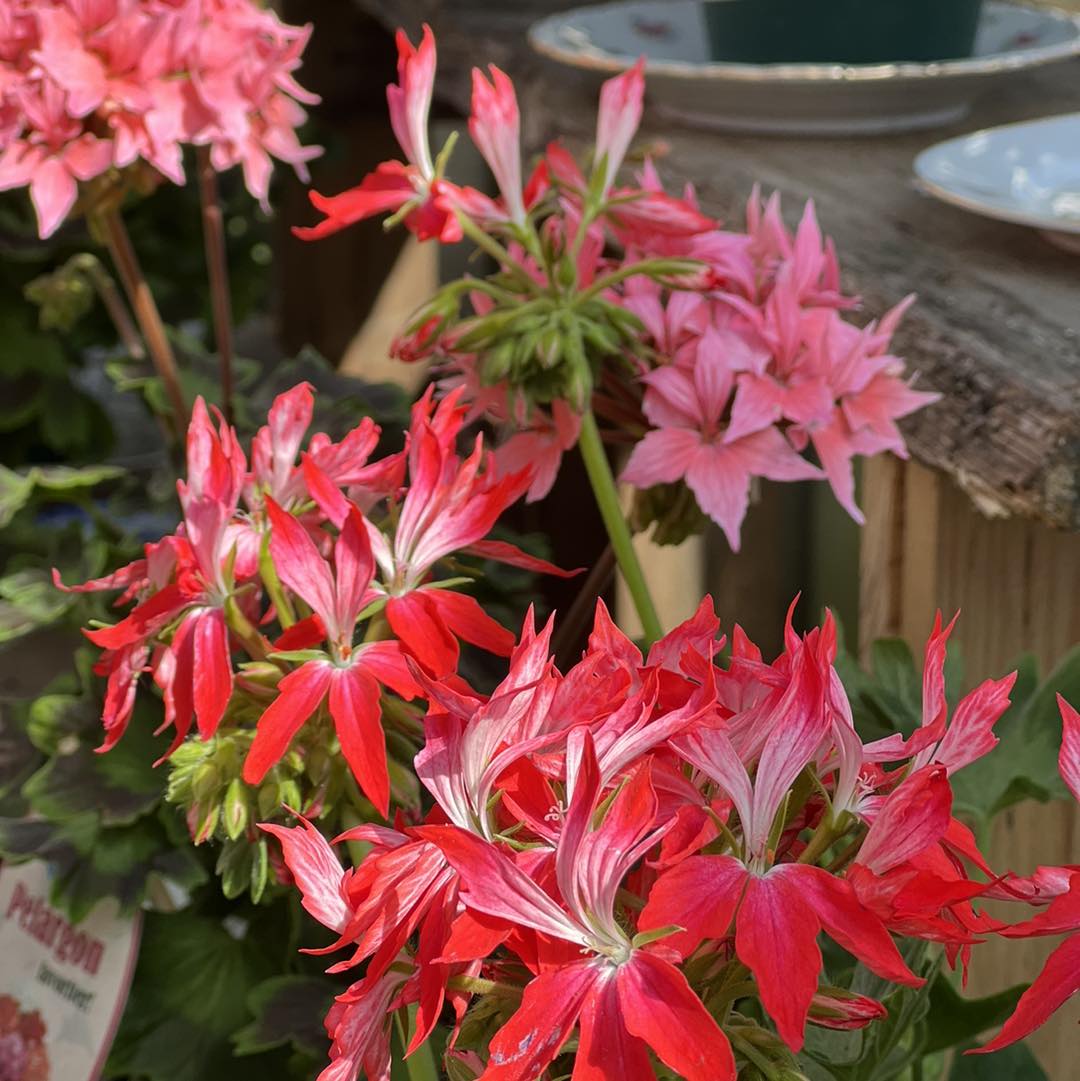 Morlanda handelsträdgård