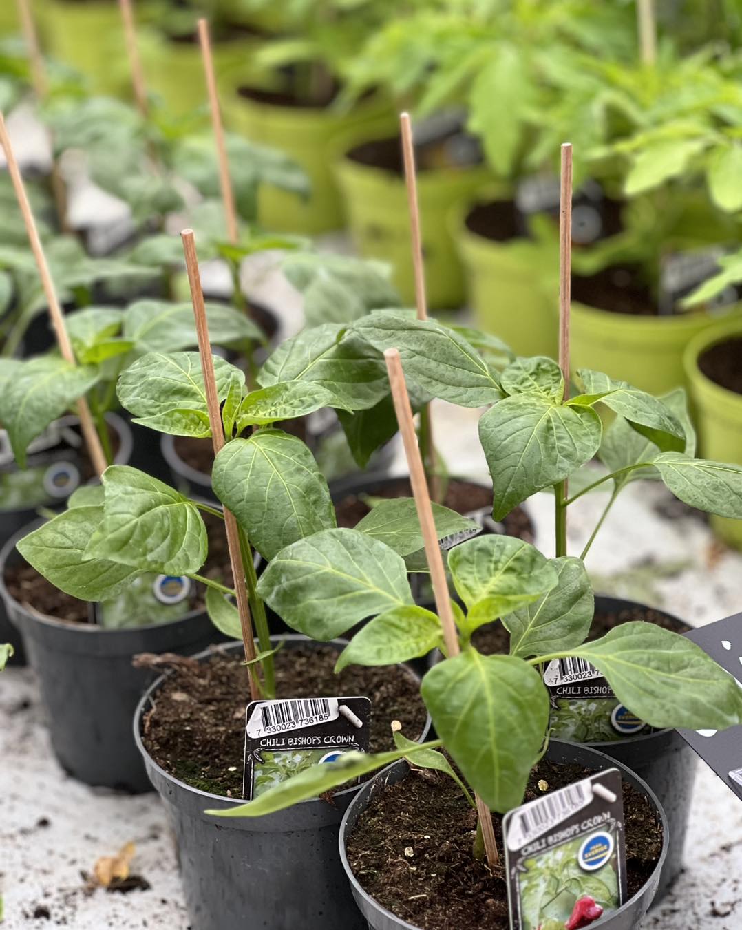 Morlanda handelsträdgård