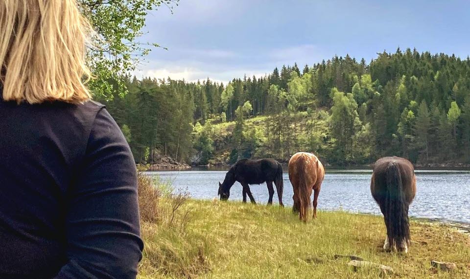 Betande hästar vid sjö.