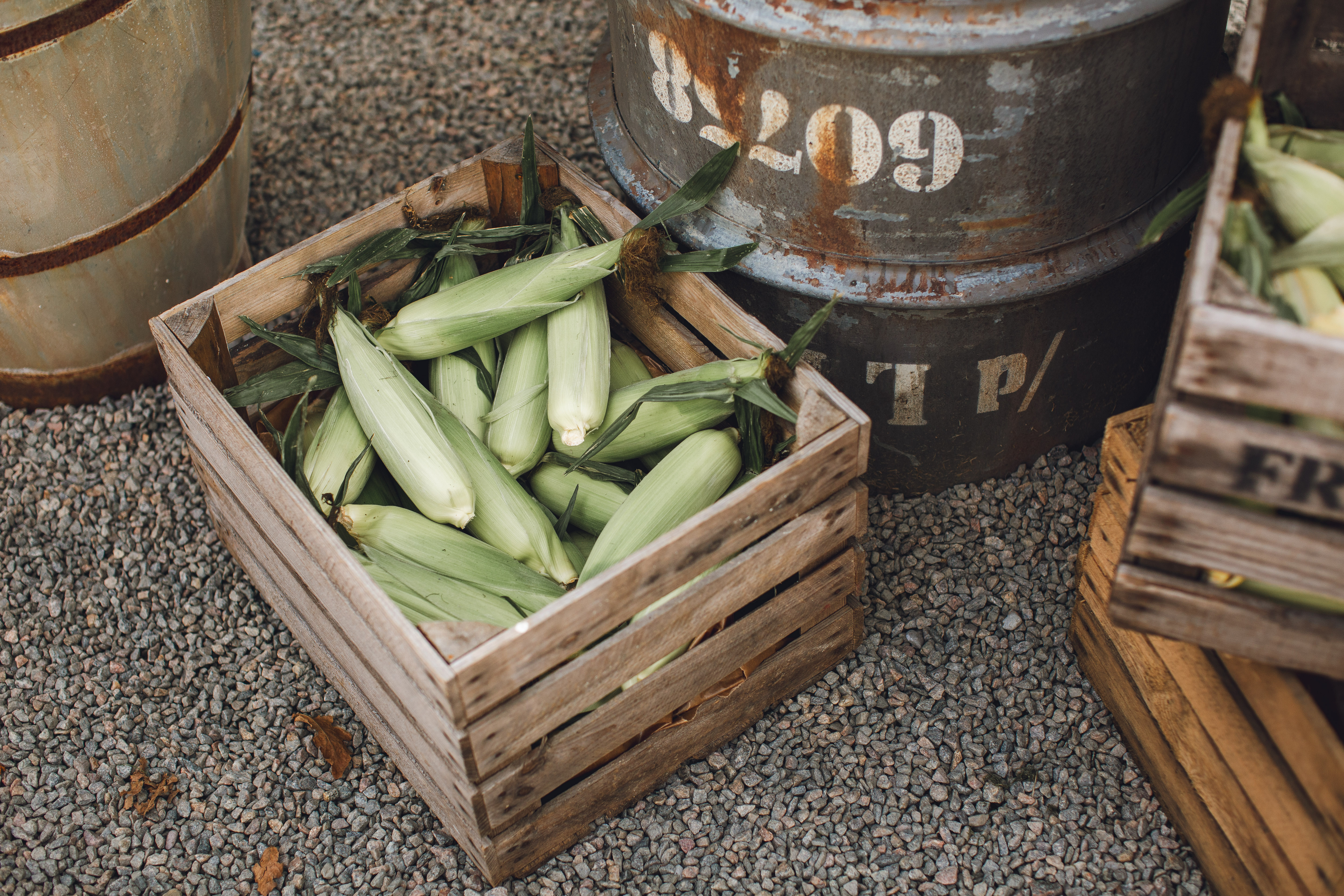 Green corn cobs in a wooden box.