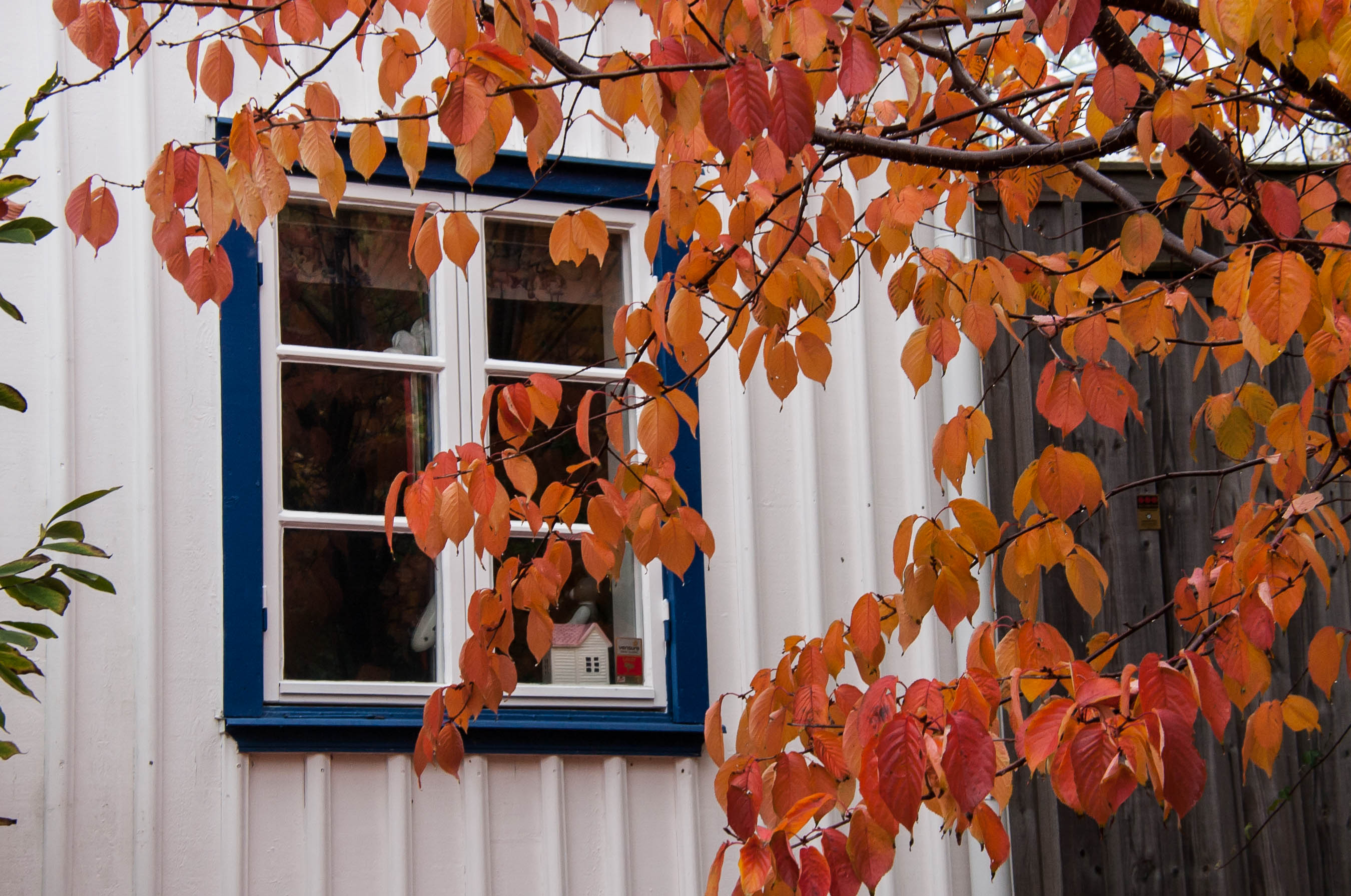 Höst på Östersidan, Skaftö