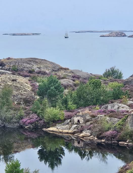 Ljungblommande sensommarvy med damm i förgrunden ut mot västerhavet på Skaftö.