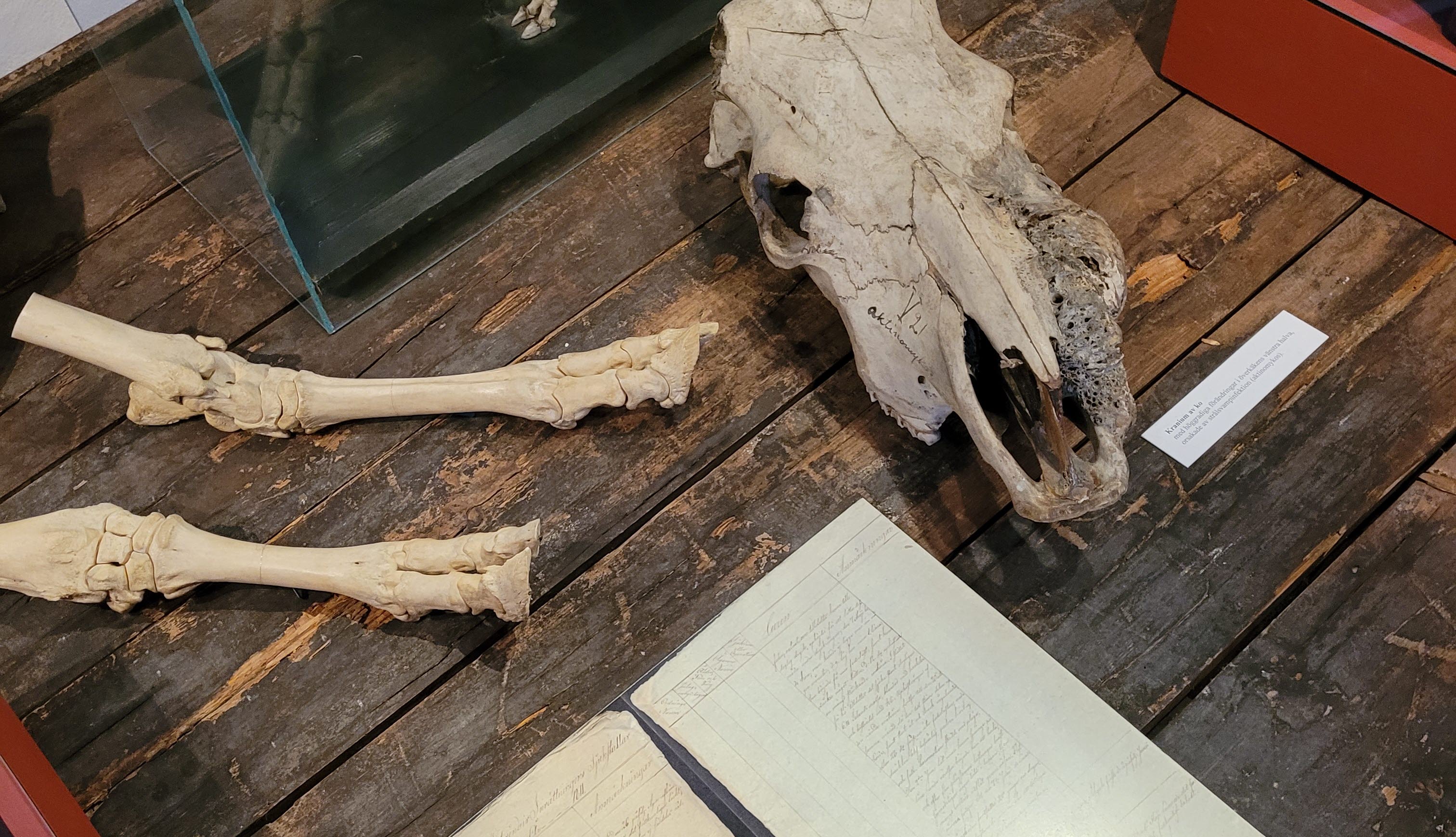 Ett träbord sett rakt ovanifrån. På bordet ligger en djurskalle och djurben.