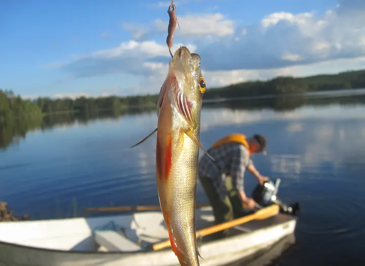 Fiskemöjligheter i Skaratrakten