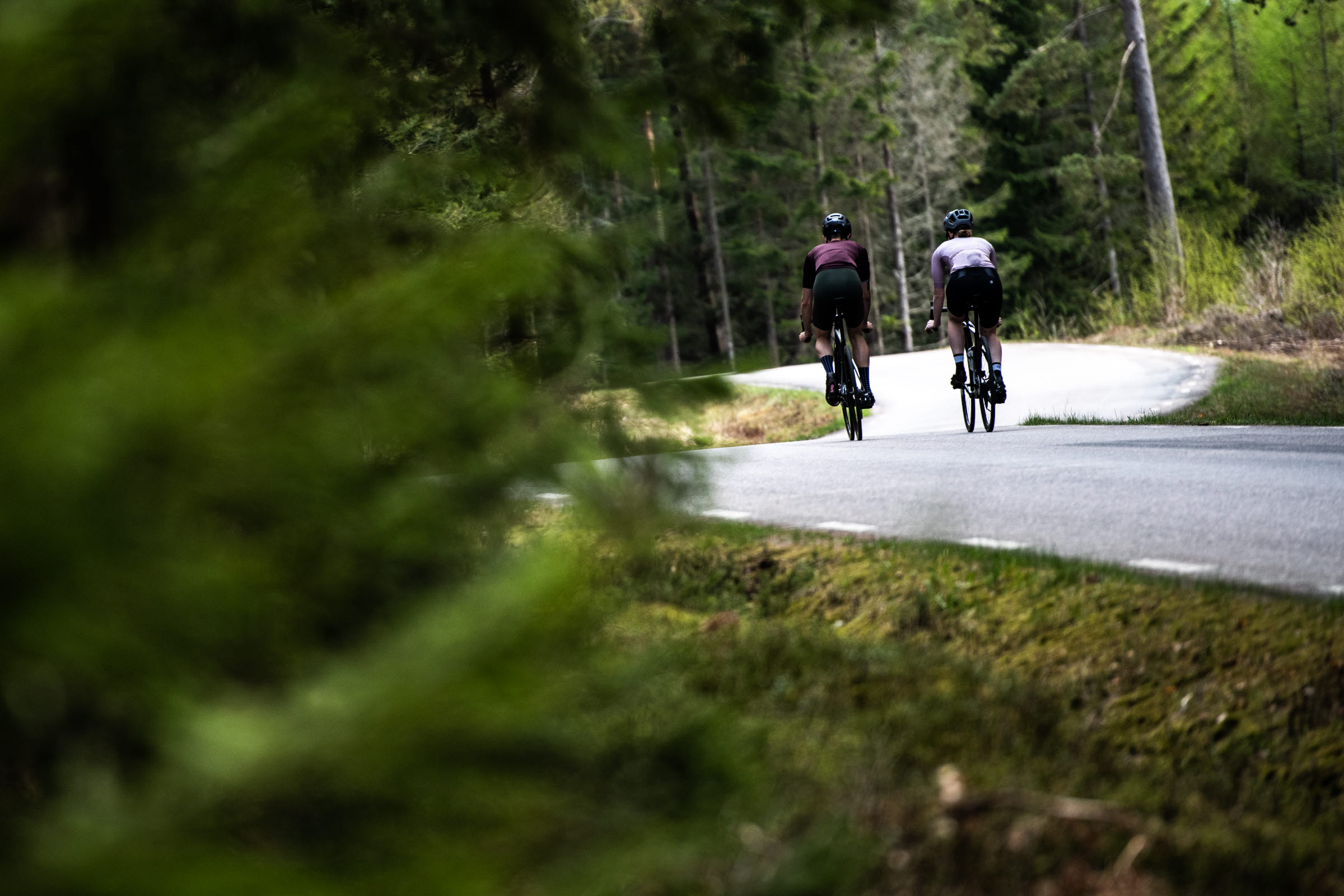 Två personer cyklar på en asfaltsväg. I förgrunden är det mörkgröna granar.