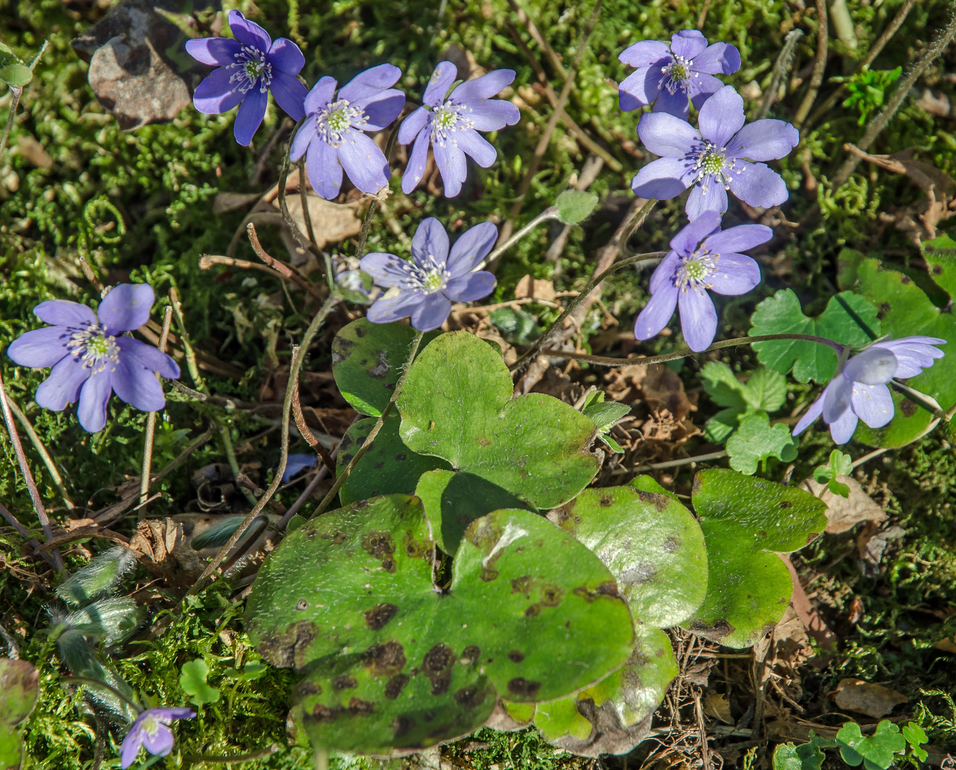 Närbild på blåsippor.