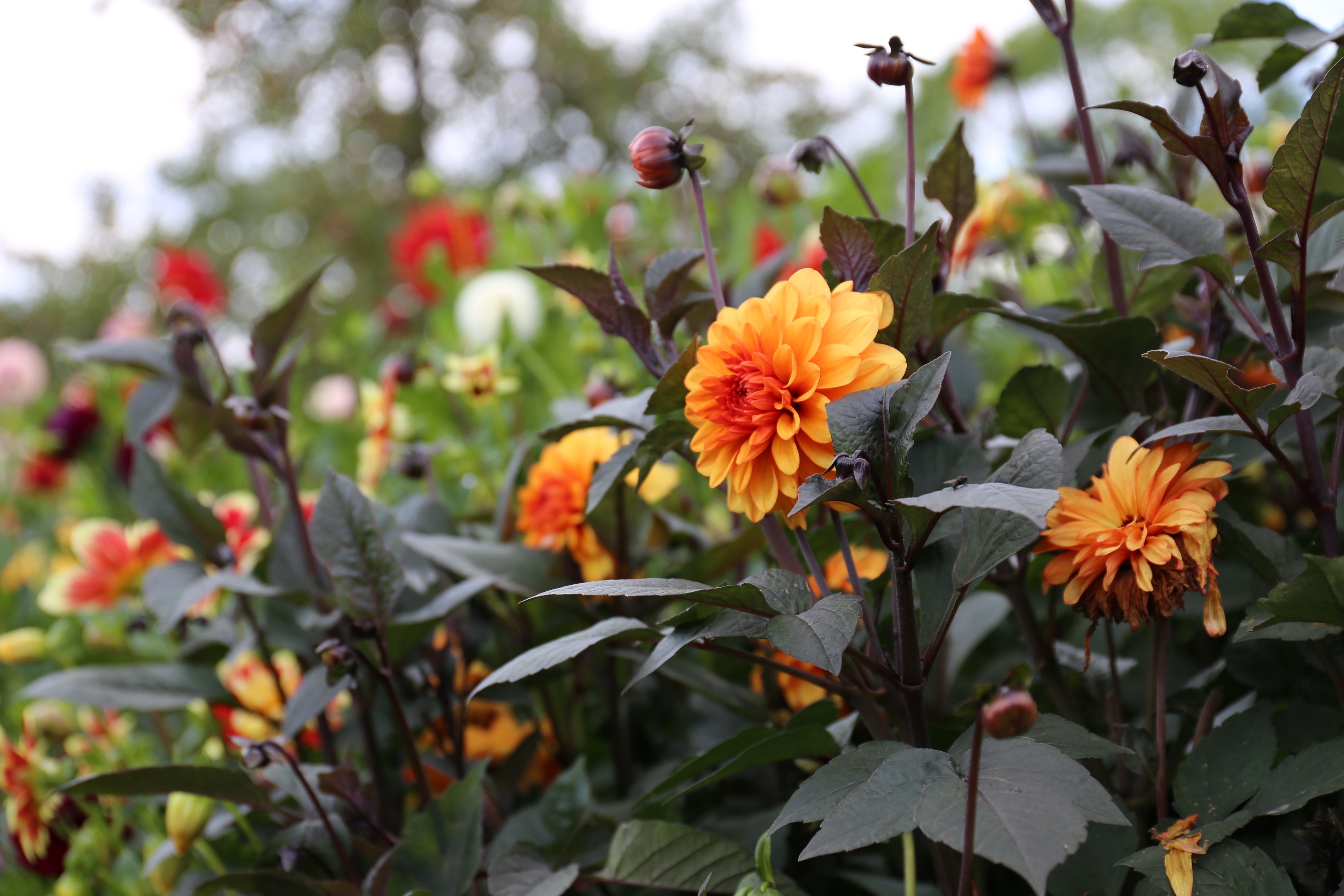 Orange dahlia flowers and green 
green leaves.