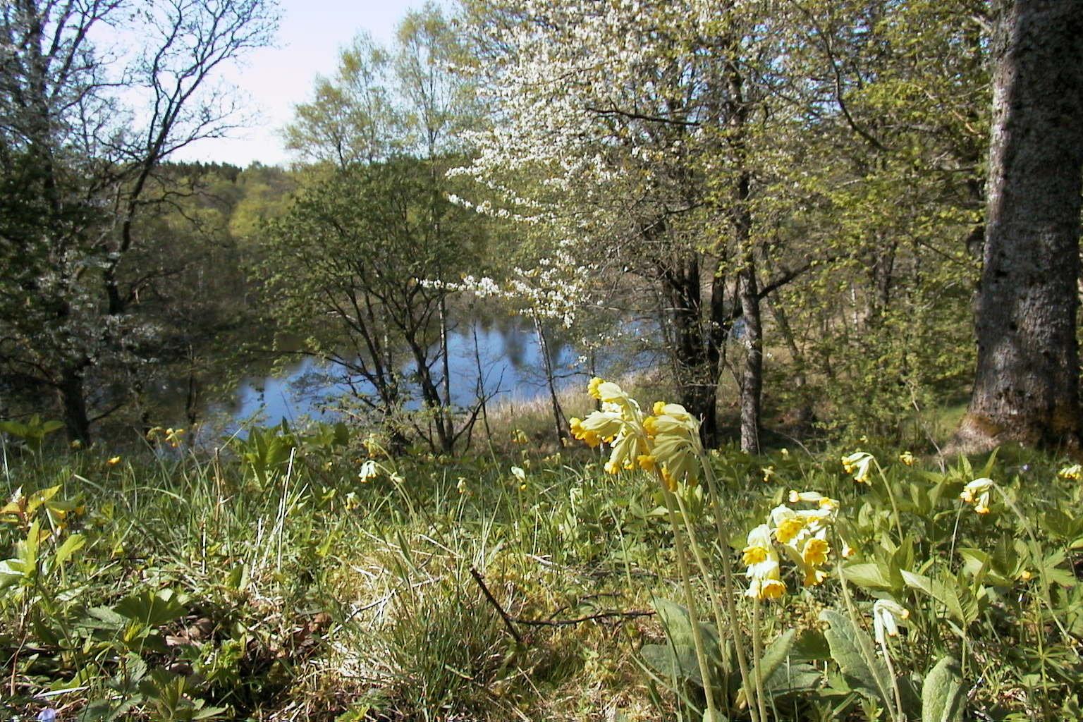 Närbild på gullvivor. I bakgrunden är det utsikt över en liten sjö.