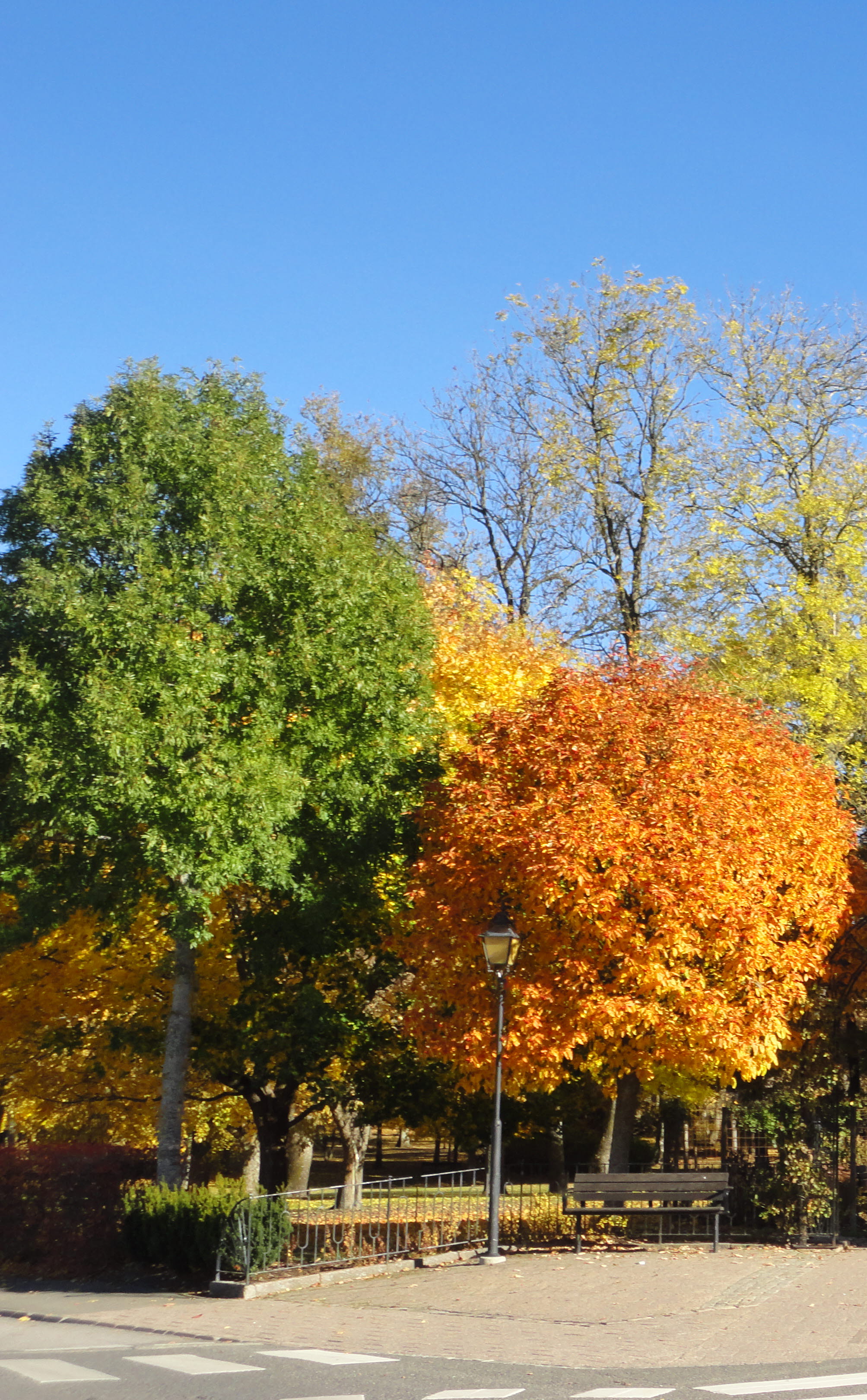 Höst i botan i Skara. Träd i orange och gult. 