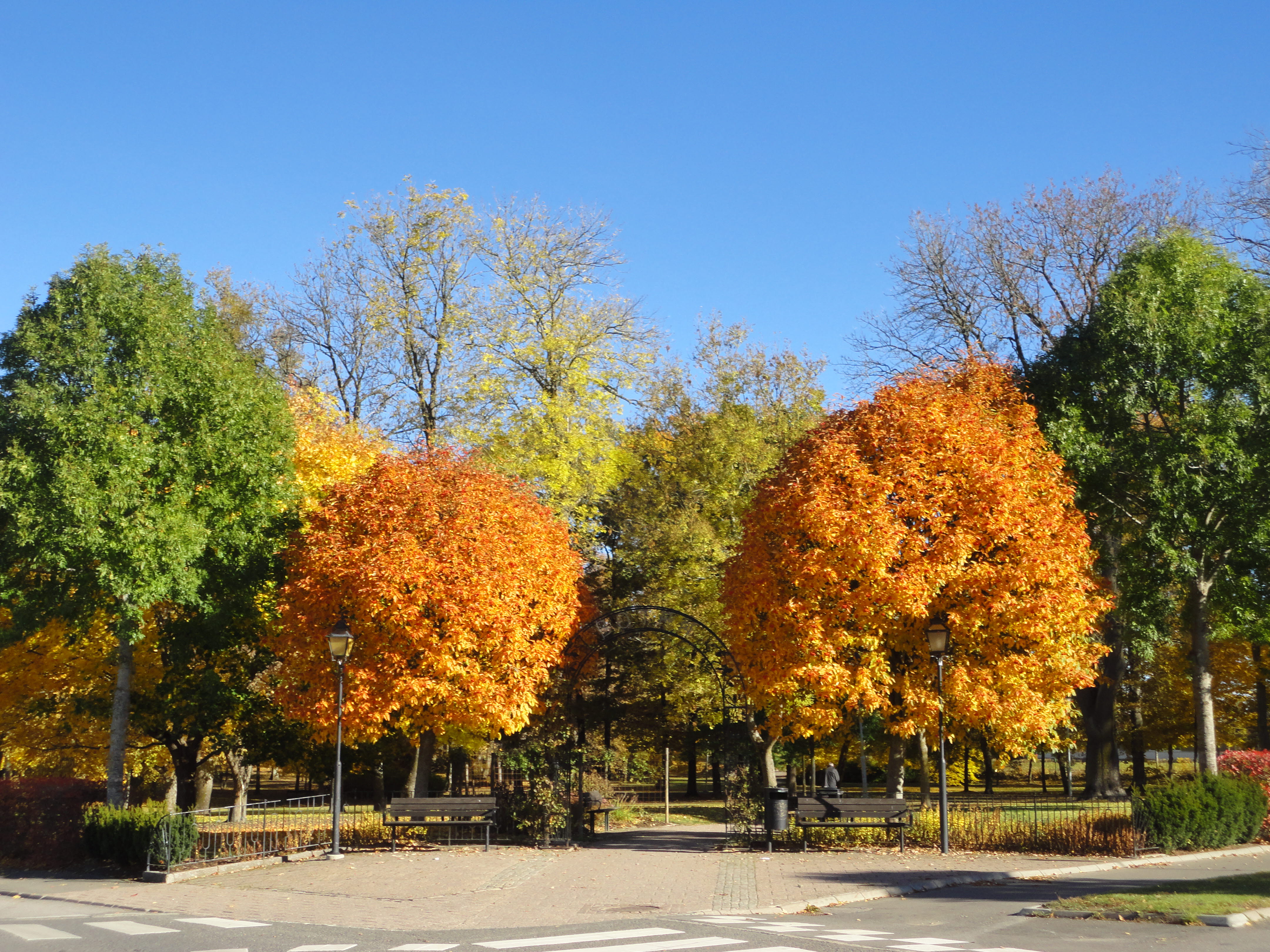 Höst i botan i Skara. Träd i orange och gult. 