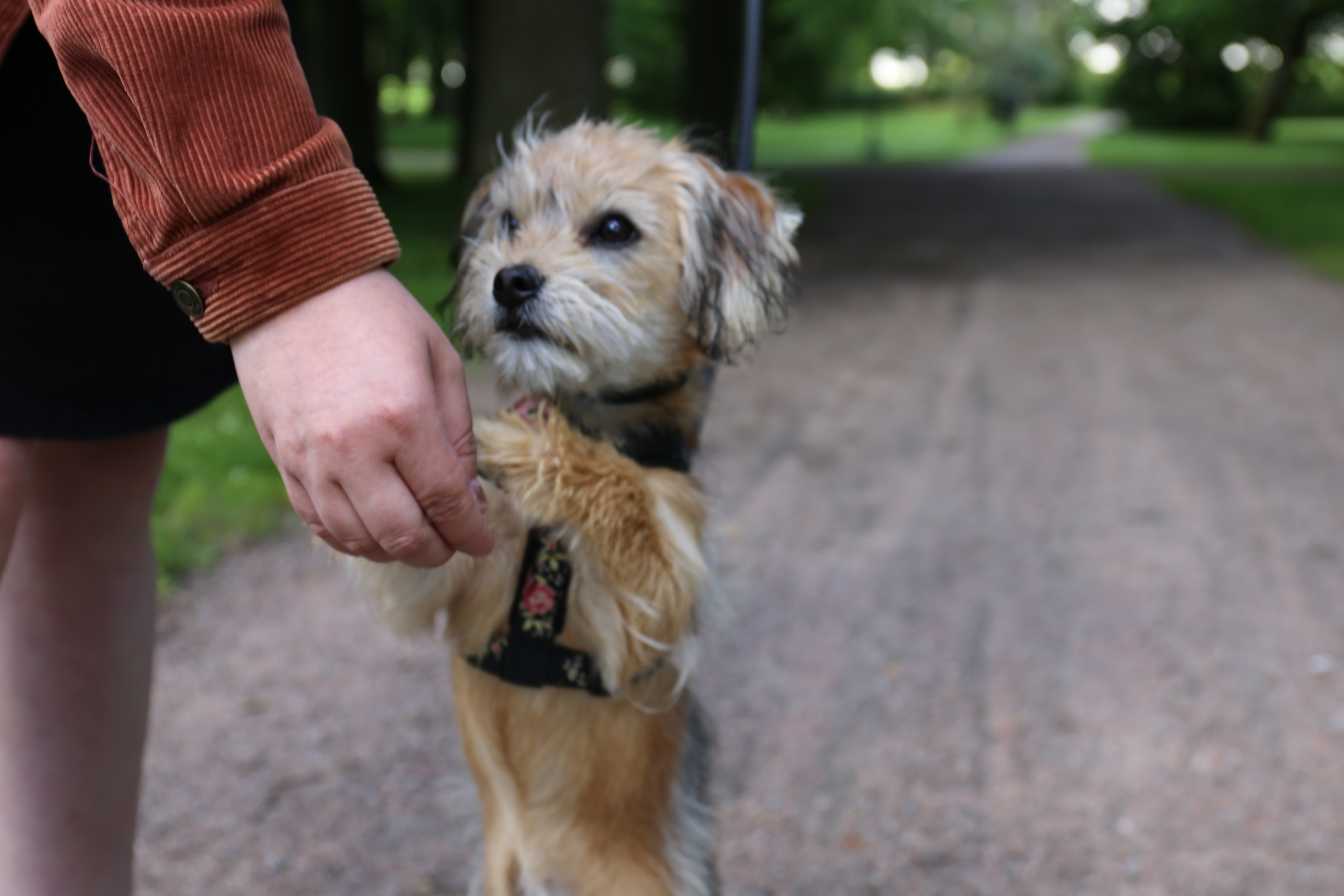 Hund som leker på två ben. 