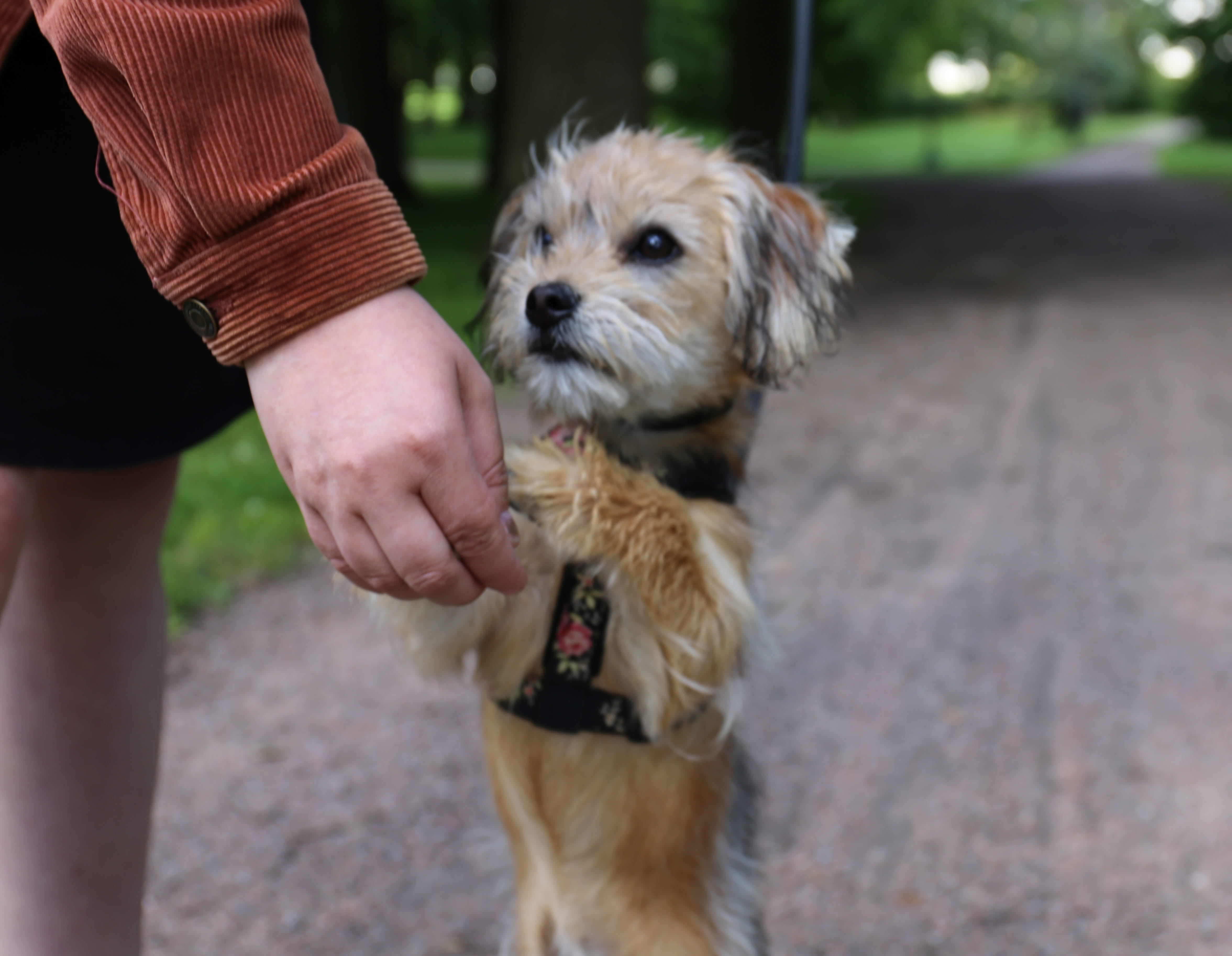 Hund som leker på två ben. 