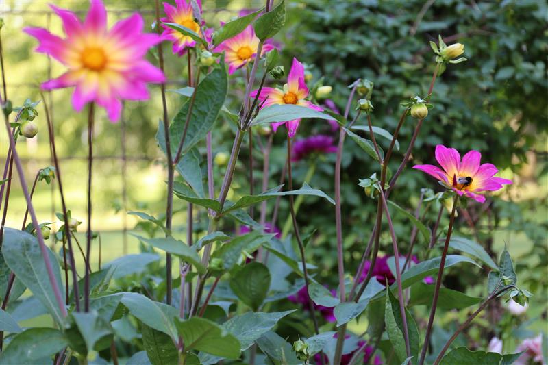 Rosa blommor med humla i Botan i Skara